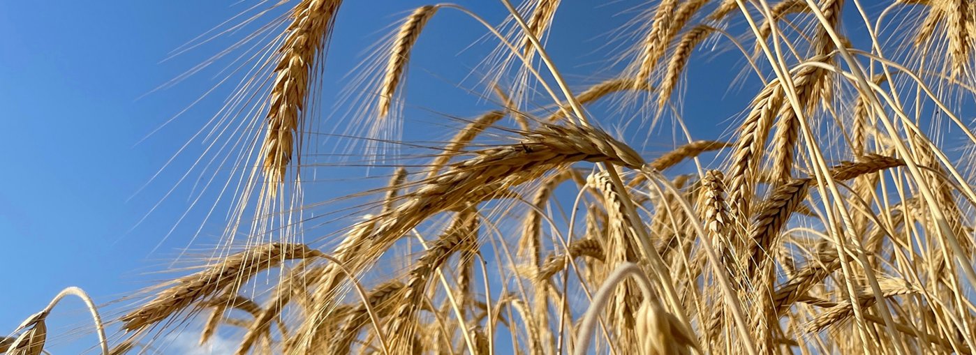 A section of a wheat field under a bright blue sky.