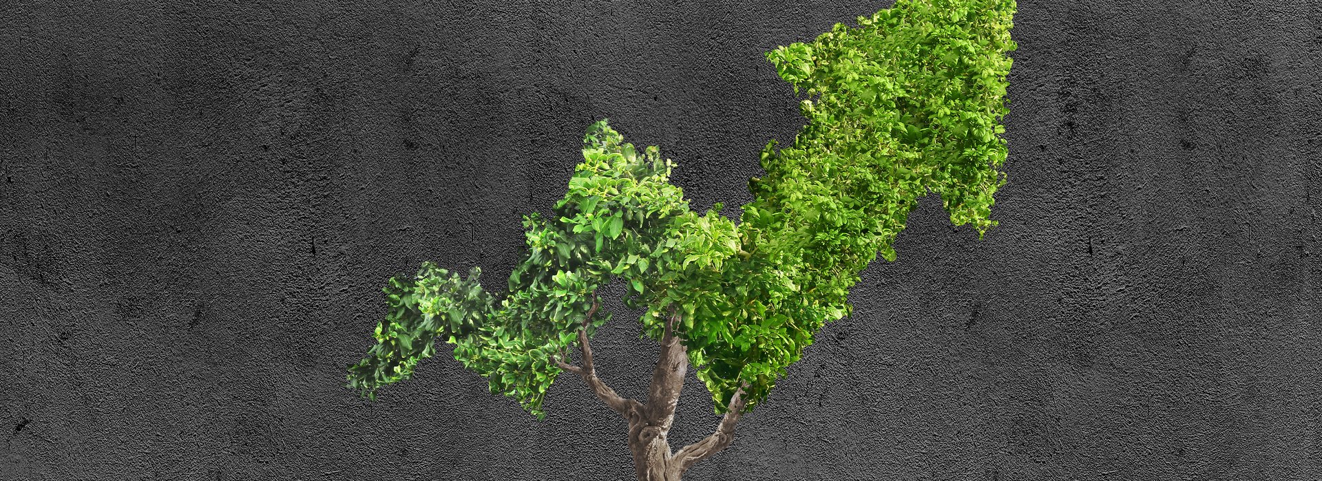 Ein kleiner Baum, dessen Krone die Form eines nach oben zeigenden Pfeils hat, wächst aus einem weißen Blumentopf.