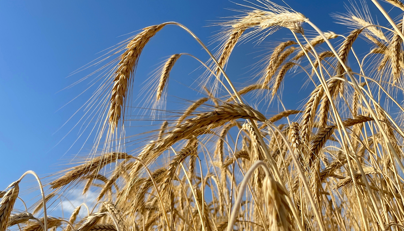 Ein Ausschnitt eines Weizenfeldes unter strahlend blauem Himmel.